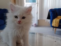 Pamuk şeker iran kedisi yeni sahibini bekliyor