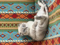 Aşıları Tam Çipli 9 Aylık Erkek Scottish Fold