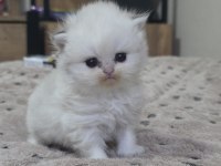 British Longhair Yavru Kedilerimiz