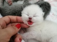 Kendi Scottish Fold Yavrularımız