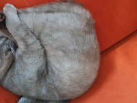 Duman yuva arıyor british shorthair