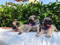 KALİTELİ PUG YAVRULAR