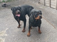 Koca kafa anne babadan iri ve kaliteli rottweiler yavrular