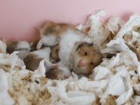 4 Adet Hamster