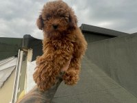 Çok özel redbrown kore toy poodle yavrular