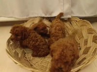 Red brown toy poodle bebekler yeni yuvalarını bekliyorlar