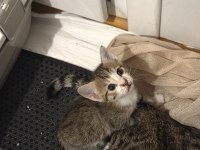 KÖYDEN KURTARILAN BEBİŞ KEDİLERE ACİL YUVA ARIYORUZ