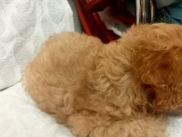 Toy poodle yavrumuz