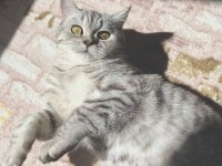 British shorthair Acil yuva arıyoruz