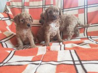 A Kaliteli Toy Poodle Yavrularımız