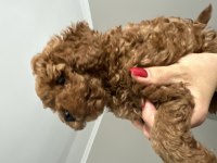 ORJİNAL TAM TOY POODLE BEBEKLER