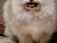 8 aylık erkek pomeranian