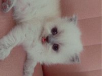 Sadece 1 prenses british shorthair kaldı