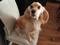 Eğitimli Oyuncu Bir Köpektir