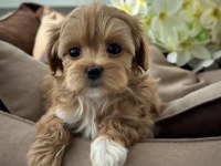 En özel kore maltipoo yavruları