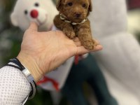 Tedi Surat Kore Dişi Oyuncak Kaniş