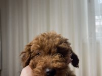 Toy poodle köpeğimiz