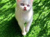 Bembeyaz Yavru British Shorthair