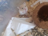 Ücretsiz verilecek hamster