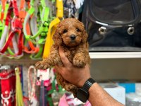 Toy poodle yavrularımız