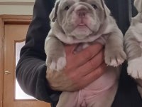 SİTENİN EN GÜZEL İNGİLİZ BULLDOG BEBEKLERİ