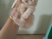 3 adet kedilerim