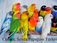 Cennet Papağanı Her Renk Çift Mevcuttur