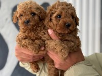 Tea cup poodle ırk garantili