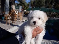 KAR BEYAZ MALTESE YAVRULAR