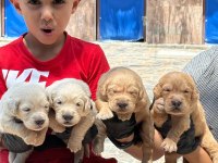 Sevimli golden retriever yavruları