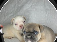 TÜRKİYENİN EN İYİ FRENCH BULLDOG YAVRULARINDAN