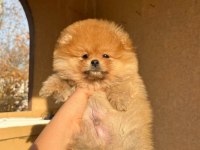 A kalite pomeranian bebeğimiz