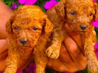 Toy Poodle yavruları