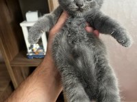 Scottish Fold Kedisi