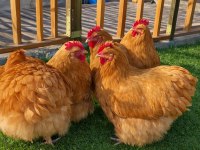 Buff Orpington cinsi tavuk kuluçkalık yumurta ve civciv