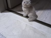 DİSİ LİLAC BRİTİSH SHORTHAİR YAVRULAR
