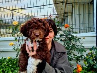 MANTAR AVCISI LAGOTTO ROMAGNOLO YAVRULAR