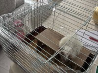Yavru safkan Coronet Guinea Pig kafesi yemi her şeyi mevcut