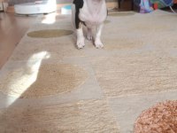 3 aylık erkek chihuahua yavrusu