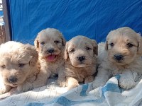 Maltipoo Bebiş Köpekler