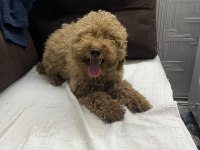 5 Aylık Dişi Poodle
