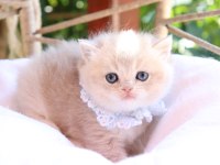 Safkan blue golden erkek yavru kedimiz