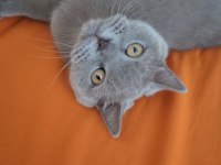 British Shorthair 5 Yaşında Erkek Ankara