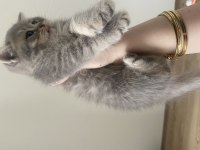 Yavru british shorthair