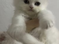 British Longhair Kedisi