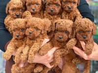 Safkan ve ırk garantili poodle yavrularımız
