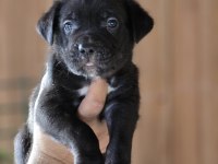 Cane Corso Yavruları