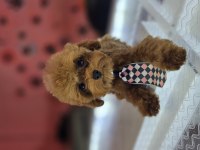 Anne kore baba kore teddy face en kaliteli poodle bardak boy