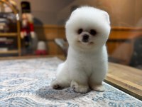 SAĞLIK VE IRK GARANTİLİ POMERANİAN BOO
