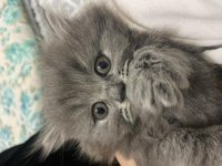 British longhair 25 mart doğumlu